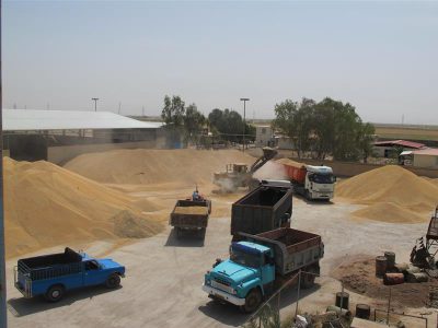 خرید بیش از ۴۲۰ هزار تن گندم و کلزا از کشاورزان خوزستان