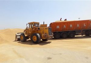 خرید بیش از ۵۵ هزار تن گندم از گندمکاران شهرستان اهواز
