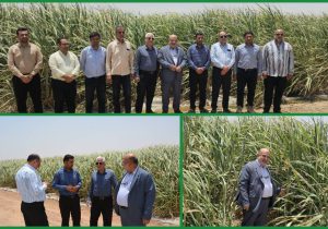 تولید؛ خط مقدم جهاد اقتصادی / تأکید مدیرعامل توسعه نیشکر بر افزایش بهره‌وری در مزارع نیشکر