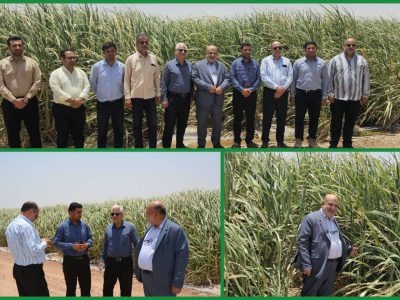 تولید؛ خط مقدم جهاد اقتصادی / تأکید مدیرعامل توسعه نیشکر بر افزایش بهره‌وری در مزارع نیشکر