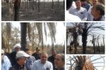 بازدید دکتر طلایی معاون وزیر جهاد کشاورزی و مدیرعامل سازمان مرکزی تعاون روستایی ایران و مدیران ارشد وزارت جهاد کشاورزی از نخیلات آسیبدیده آبادان