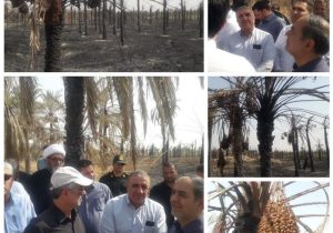 بازدید دکتر طلایی معاون وزیر جهاد کشاورزی و مدیرعامل سازمان مرکزی تعاون روستایی ایران و مدیران ارشد وزارت جهاد کشاورزی از نخیلات آسیب‌دیده آبادان