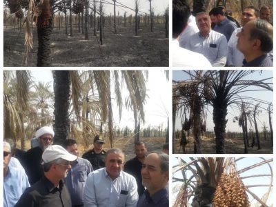 بازدید دکتر طلایی معاون وزیر جهاد کشاورزی و مدیرعامل سازمان مرکزی تعاون روستایی ایران و مدیران ارشد وزارت جهاد کشاورزی از نخیلات آسیب‌دیده آبادان