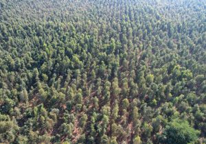 اینجا یک جنگل نفس می‌کشد