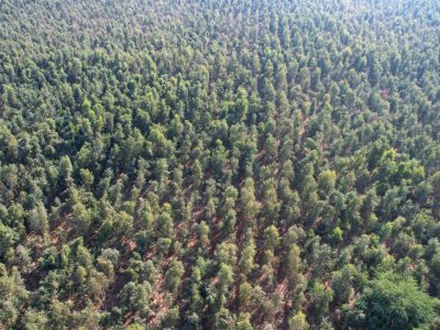 اینجا یک جنگل نفس می‌کشد