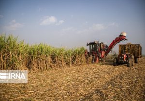 نیشکر خوزستان؛ طرح تمدنی در مسیر امنیت غذایی، توسعه پایدار و اقتصاد مقاومتی