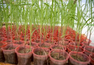 صرفه‌جویی ارزی و افزایش بهره‌وری با تولید ارقام جدید نیشکر