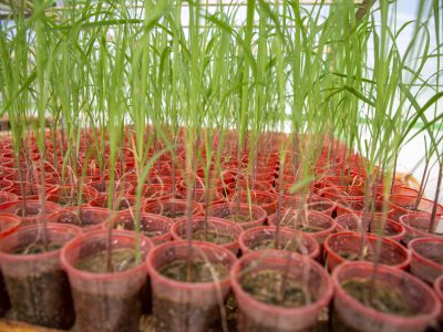 صرفه‌جویی ارزی و افزایش بهره‌وری با تولید ارقام جدید نیشکر