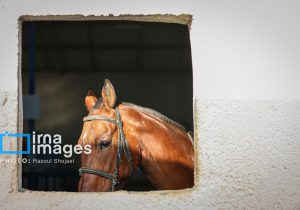 اخذ موافقت وزارت ورزش با احداث پیست سوارکاری شوش